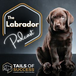 Artwork for The Labrador Podcast - From Tails of Success Labrador Training