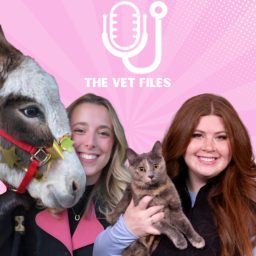 Artwork for The Vet Files