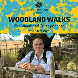 Artwork for Woodland Walks - The Woodland Trust Podcast