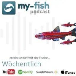 Artwork for my-fish.org – Aus Freude an der Aquaristik (Aus Freude an der Aquaristik Podcast)
