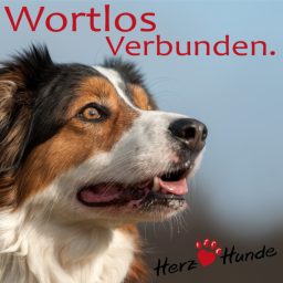Artwork for Deine Gassi-Runde als Heldenreise  mit Deinem Hund wortlos verbunden!