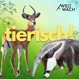 Artwork for tierisch! – Zwei Forscherinnen und die wilde Welt der Tiere.