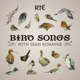 Artwork for Bird Songs with Seán Ronayne