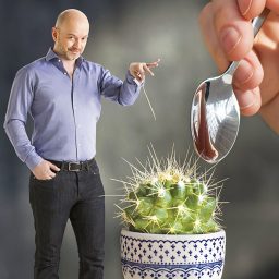 Artwork for Le cactus