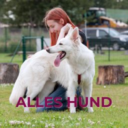 Artwork for Alles Hund