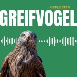 Artwork for Greifvogel Geflüster