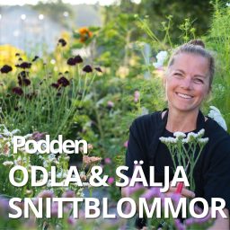 Artwork for ODLA OCH SÄLJA SNITTBLOMMOR - PODDEN