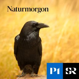 Artwork for Naturmorgon