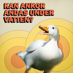 Artwork for Kan ankor andas under vatten?
