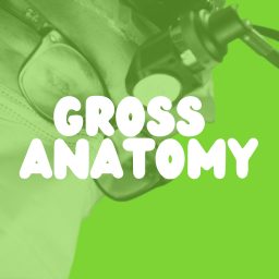 Artwork for Gross Anatomy