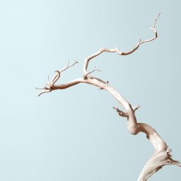 Artwork for Bonsai Mirai: Asymmetry
