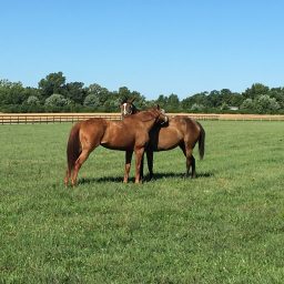 Artwork for Conversations in Equine Science