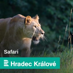 Artwork for Safari