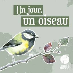 Artwork for Un jour, un oiseau