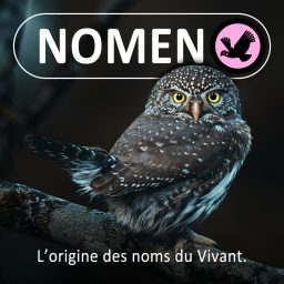 Artwork for Nomen