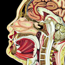 Artwork for Anatomia Umana