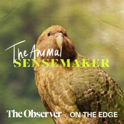 Artwork for The Animal Sensemaker
