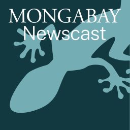 Artwork for Mongabay Newscast