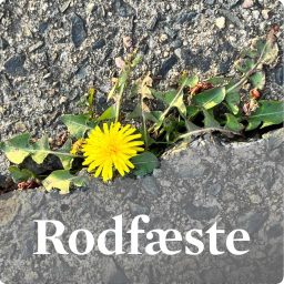 Artwork for Rodfæste