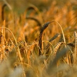 Artwork for Spectrum Commodities Wheat & Cattle Markets Analysis