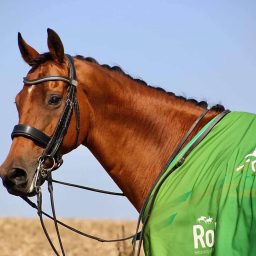 Artwork for All Aboard the Racehorse