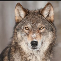 Artwork for Predictive for Lonley wolf