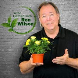 Artwork for In The Garden With Ron Wilson