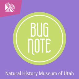 Artwork for Bug Note