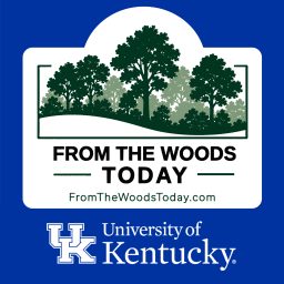 Artwork for From the Woods Today