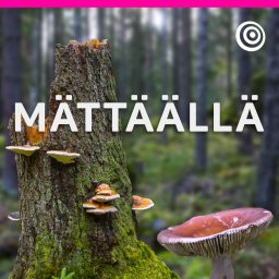 Artwork for Mättäällä-podcast