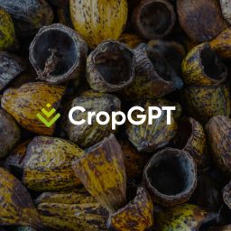 Artwork for CropGPT - Cocoa